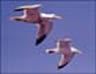 Picture of sea gulls flying