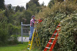 Trimming hedges.